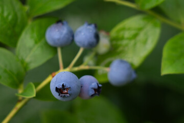 blueberry seeds, wild blueberries, healthy nutrition and natural vitamins