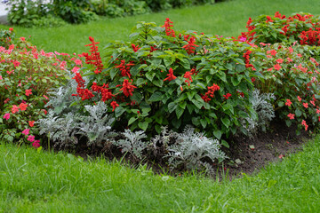 blooming salvia in a city flower bed with a lawn