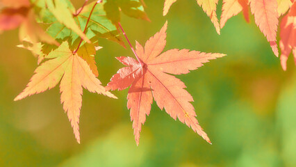 鮮やかに色づくもみじの葉紅葉