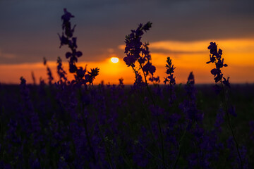 Delphinium sunset field. Beautiful summer purple flowers. Colorful background in the rays of the setting sun. The concept of summer, heat. Wild wildflowers, a poisonous plant. Blurred background, sun
