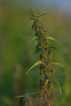 nettle dioecious in natural growing conditions, medicinal plant 