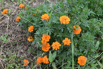 オレンジのマリーゴールド