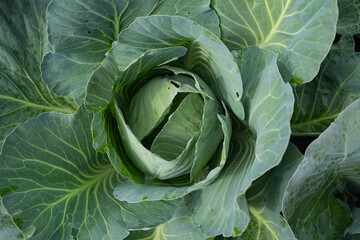 white cabbage and cauliflower growing in a garden bed, harvest, autumn day