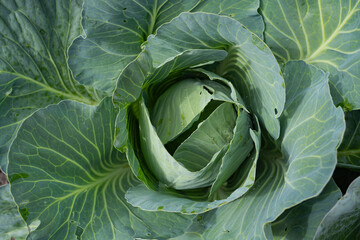 Fototapeta premium white cabbage and cauliflower growing in a garden bed, harvest, autumn day
