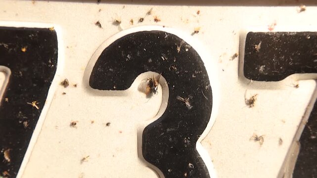 Powerful scene showing dead insects stuck to a car license plate. Shocking visual metaphor of human impact, pollution and biodiversity decline. Ideal for documentaries, campaigns and research projects