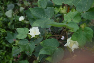 Obraz premium ワタ（綿）の花