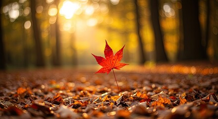 A vibrant red maple leaf stands out amidst a carpet of autumnal foliage in a sun-drenched woodland scene.
