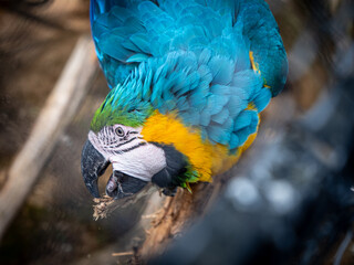 Macaw 2 
