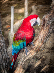 Macaw 
