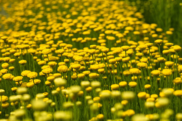 A shrub with yellow Santolina flowers. Close-up of the flowers in the flower bed bloomed. Bright floral natural background for the design. The concept of a summer mood. Decorative garden flowers