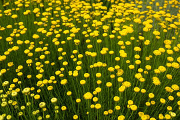 A shrub with yellow Santolina flowers. Close-up of the flowers in the flower bed bloomed. Bright floral natural background for the design. The concept of a summer mood. Decorative garden flowers