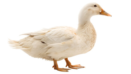 Fototapeta premium A cream or beige duck with right side view standing isolated on white background and generated with AI