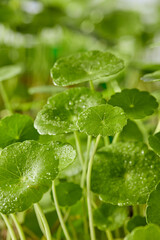 Fototapeta premium Close-up macro capture of Centella leaf surface with natural dew, fresh textures photographed for cosmetic ingredient concept visuals.