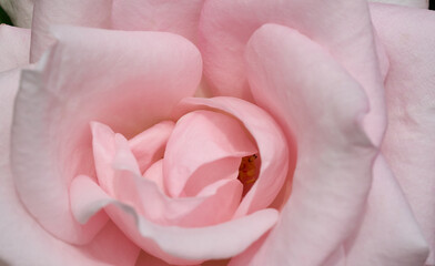Pink tender rose close up macro