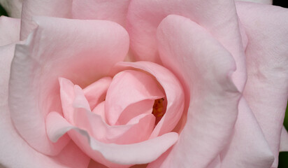 Pink tender rose close up macro