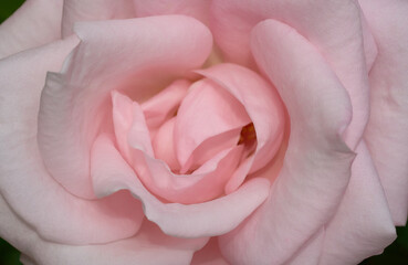 Pink tender rose close up macro