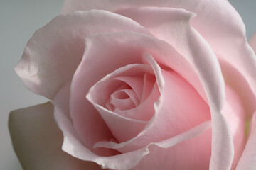 Pink tender rose close up macro