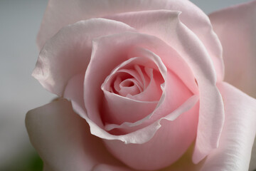 Pink tender rose close up macro