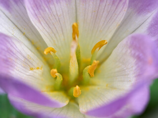 Autumn Crocus Colchicum close up macro 