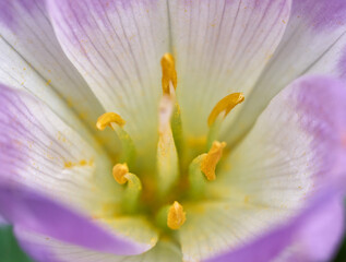 Autumn Crocus Colchicum close up macro 