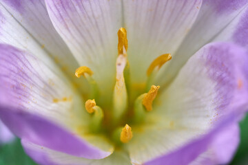 Autumn Crocus Colchicum close up macro 