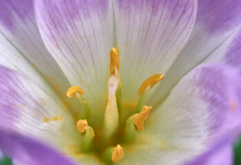 Autumn Crocus Colchicum close up macro 