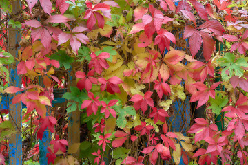 Autumn colorful Parthenocissus leaves at an old blue fence