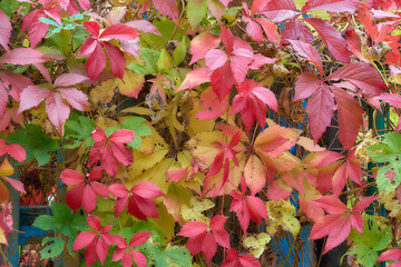 Autumn colorful Parthenocissus leaves at an old blue fence