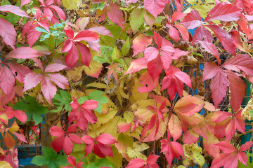 Autumn colorful Parthenocissus leaves at an old blue fence