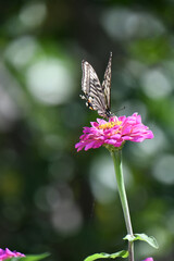 ジニアの花とアゲハチョウ