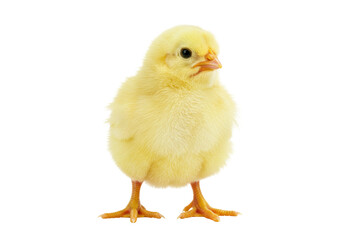 Adorable yellow chick PNG isolated on transparent background, cute baby chicken for Easter and spring designs