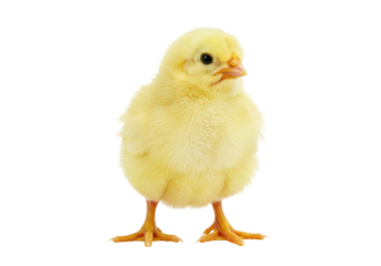 Adorable yellow chick PNG isolated on transparent background, cute baby chicken for Easter and spring designs