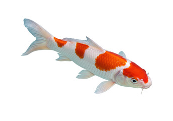 Kohaku Koi fish isolated PNG, white and orange carp swimming on transparent background, Japanese ornamental fish for aquariums and ponds