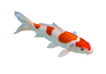 Kohaku Koi fish isolated PNG, white and orange carp swimming on transparent background, Japanese ornamental fish for aquariums and ponds
