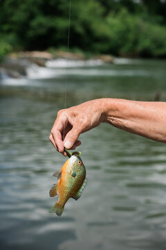 Hand holding a small colorful fish above river water outdoors.