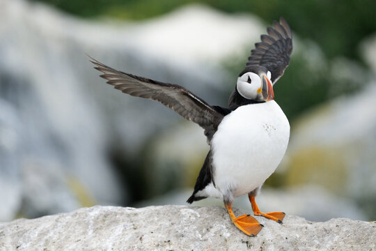 An Atlantic Puffins, Fratercula arctica, spreads it's wings.