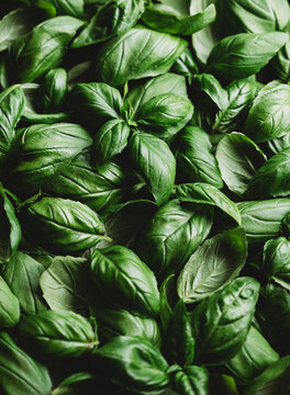 Top view close up of freshly picked basil leaves filling frame.