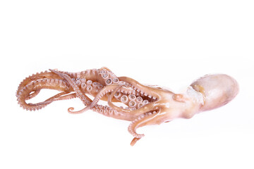 Octopus on a white background