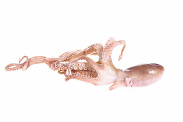Octopus on a white background
