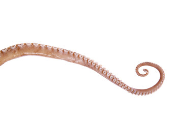 Naklejka premium Octopus on a white background