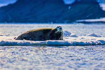 Naklejka premium Bearded seal resting on a ice floe in Arctic
