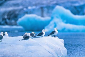 Black-legged kittiwake resting on a ice floe in the arctic
