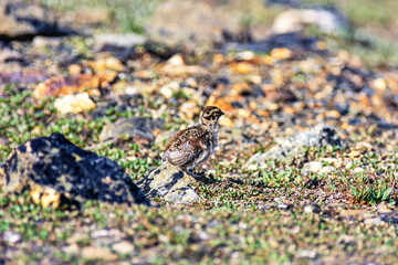 White-tailed ptarmigan chicken on the rocky ground