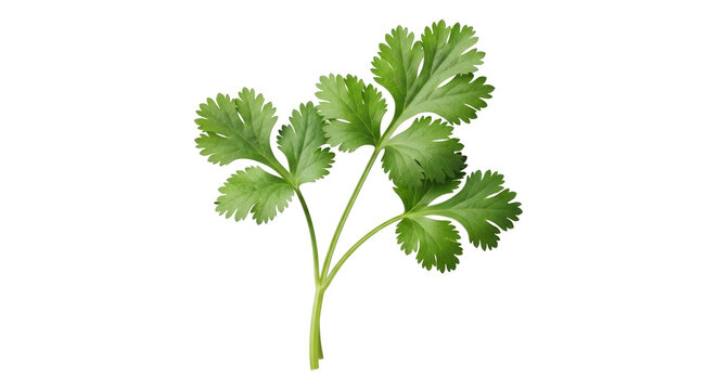 Isolated sprig of fresh cilantro, aromatic herb used in cooking, garnish, flavor enhancement