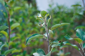 Branches of an apple tree. Big garden, harvest time.