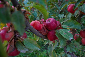 Branches of an apple tree. Big garden, harvest time.