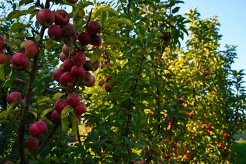 Branches of an apple tree. Big garden, harvest time.