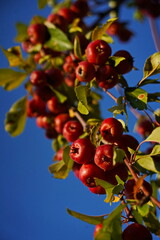 Branches of an apple tree. Big garden, harvest time.