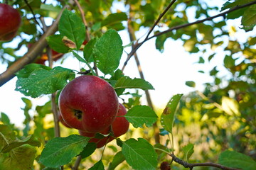 Branches of an apple tree. Big garden, harvest time.