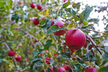 Branches of an apple tree. Big garden, harvest time.
